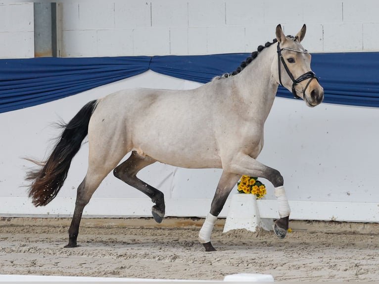 Poni alemán Yegua 4 años 144 cm Bayo in Marsberg