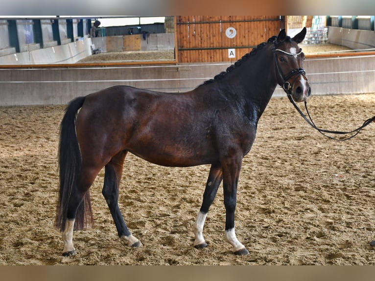 Poni alemán Yegua 4 años 144 cm Castaño in Lippetal