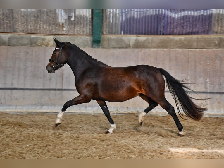 Poni alemán Yegua 4 años 144 cm Castaño in Lippetal