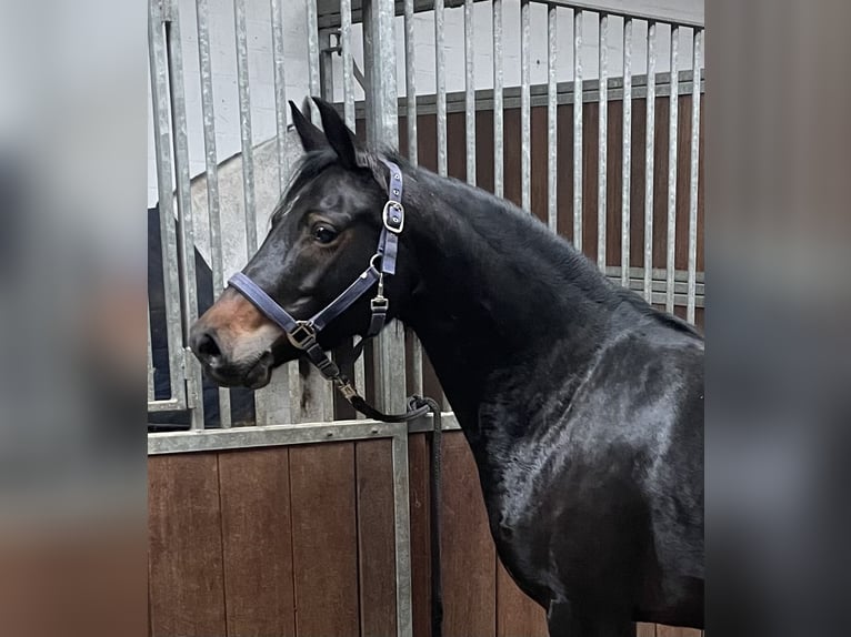 Poni alemán Yegua 4 años 144 cm Castaño oscuro in Verl