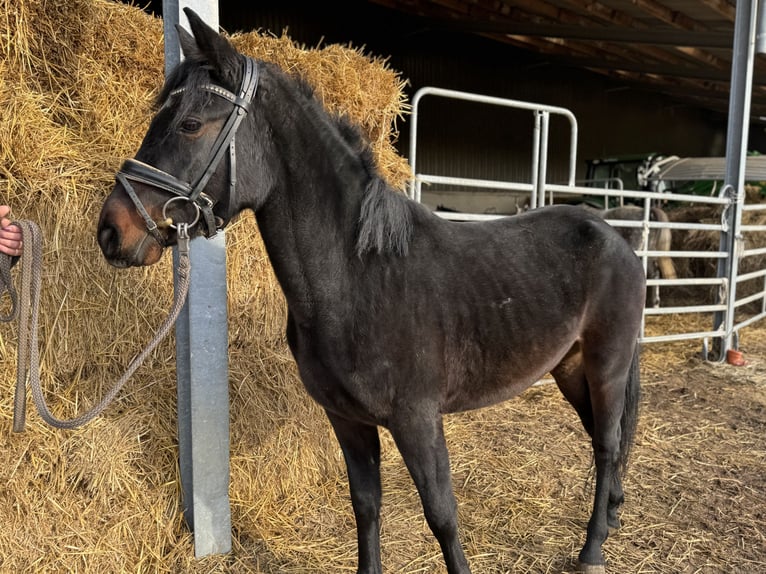 Poni alemán Yegua 4 años 144 cm Castaño oscuro in Grevenbroich