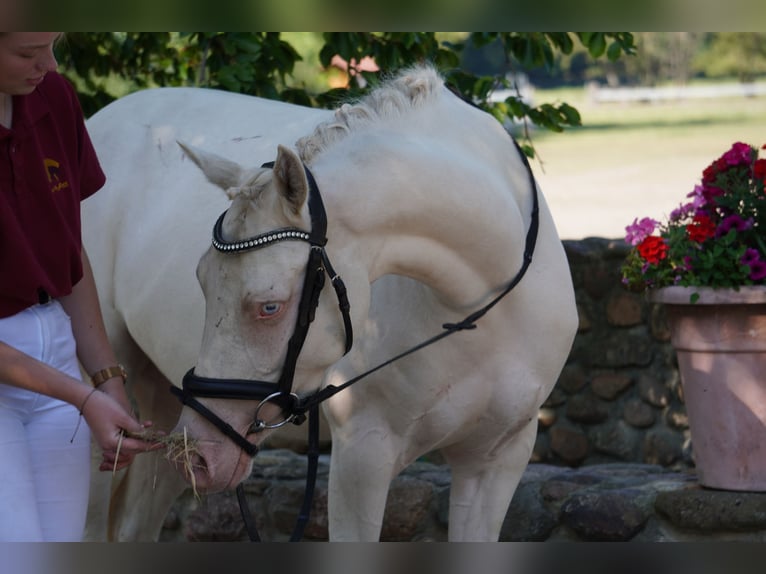 Poni alemán Yegua 4 años 144 cm Cremello in Treuenbrietzen