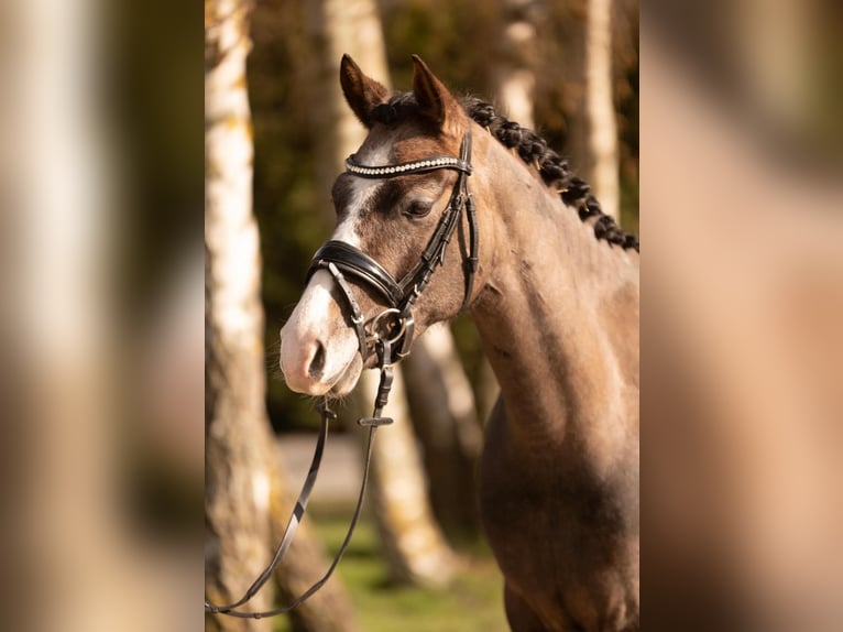 Poni alemán Yegua 4 años 144 cm Musgo in Dahme