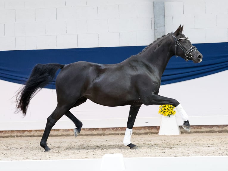 Poni alemán Yegua 4 años 144 cm Negro in Marsberg