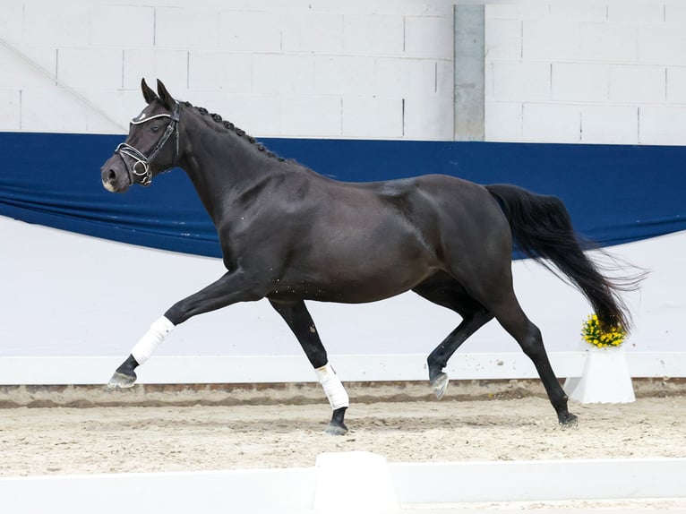 Poni alemán Yegua 4 años 144 cm Negro in Marsberg