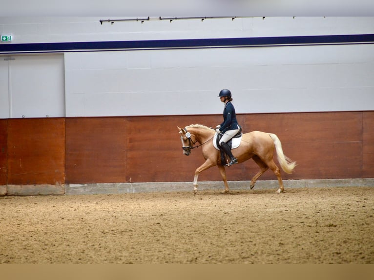 Poni alemán Yegua 4 años 144 cm Palomino in Stakendorf