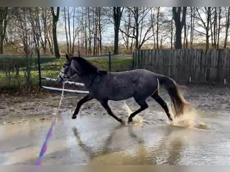 Poni alemán Mestizo Yegua 4 años 144 cm Tordo rodado in Osterwald