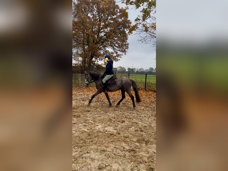 Poni alemán Mestizo Yegua 4 años 144 cm Tordo rodado in Osterwald