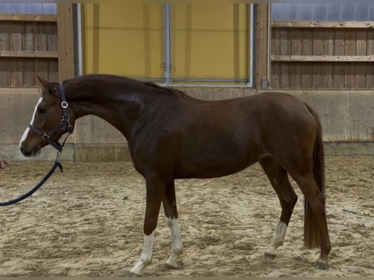 Poni alemán Yegua 4 años 145 cm Alazán in Jengen