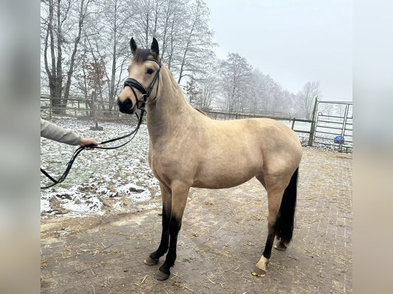 Poni alemán Yegua 4 años 145 cm Bayo in Hassendorf
