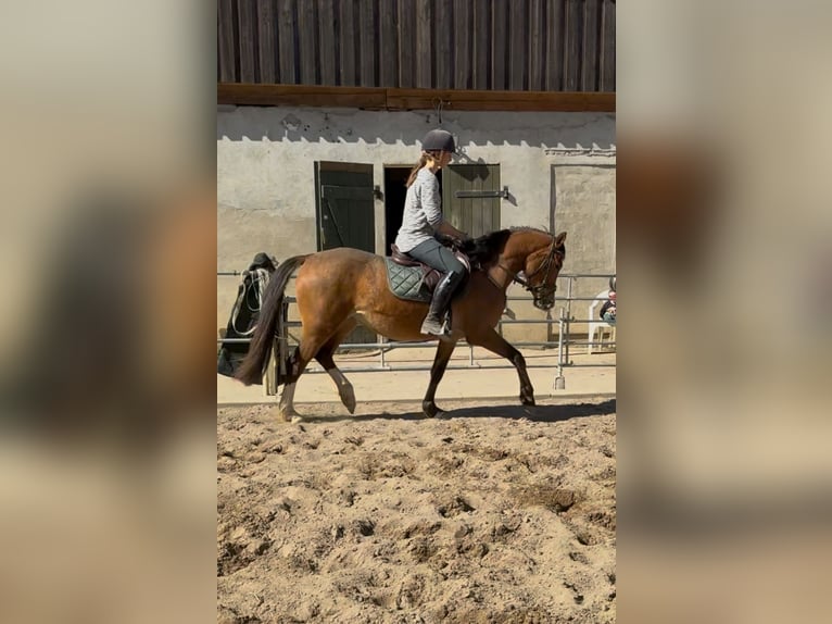 Poni alemán Yegua 4 años 145 cm Castaño in Stakendorf
