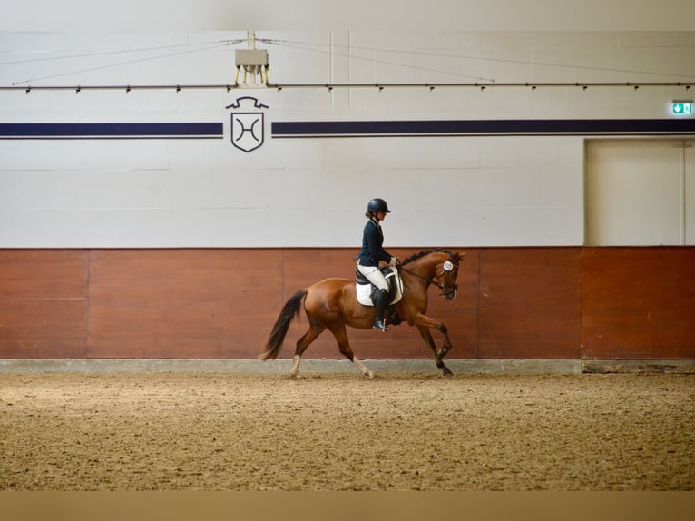 Poni alemán Yegua 4 años 145 cm Castaño in Stakendorf