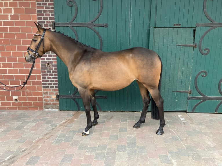 Poni alemán Yegua 4 años 145 cm Castaño oscuro in Ascheberg