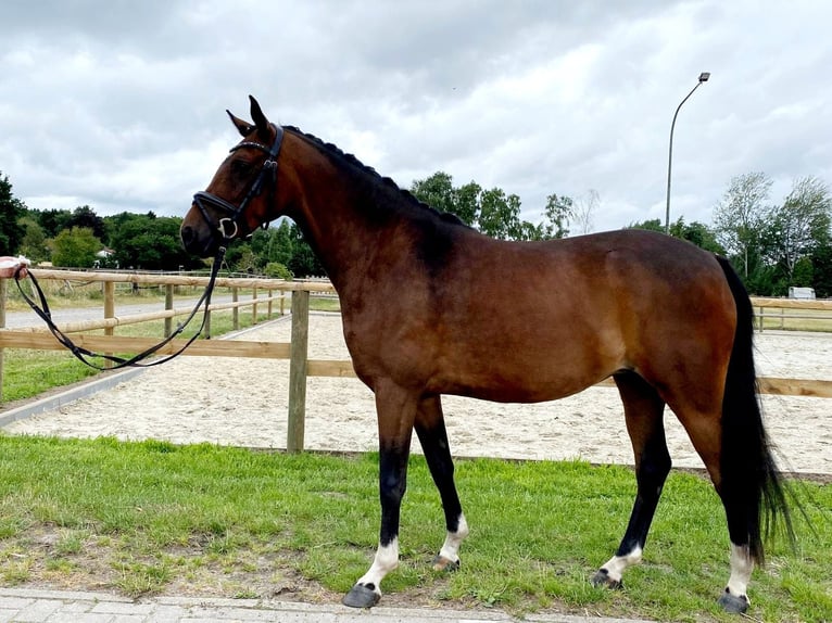 Poni alemán Yegua 4 años 145 cm Castaño oscuro in Bramsche