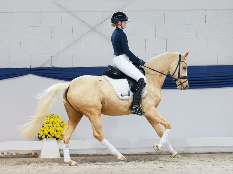 Poni alemán Yegua 4 años 145 cm Palomino in Marsberg