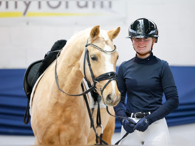 Poni alemán Yegua 4 años 145 cm Palomino in Marsberg