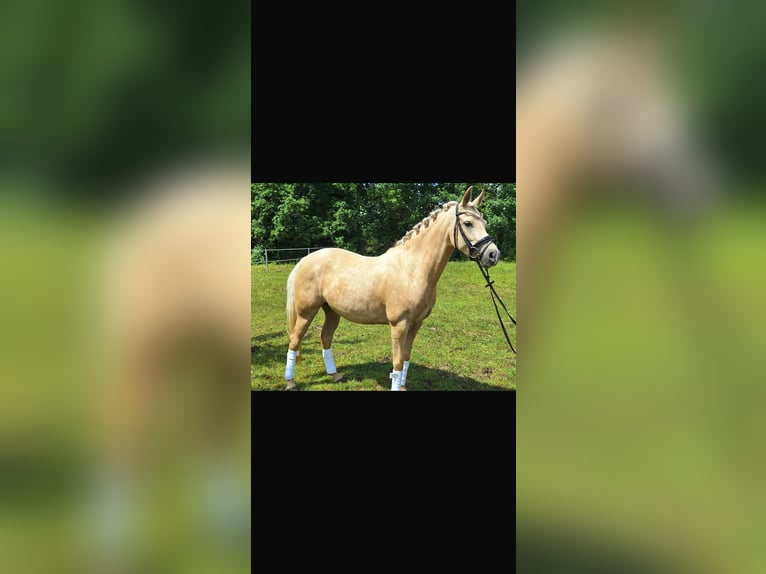 Poni alemán Yegua 4 años 145 cm Palomino in Mörel