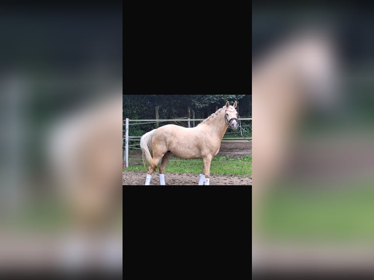 Poni alemán Yegua 4 años 145 cm Palomino in Mörel