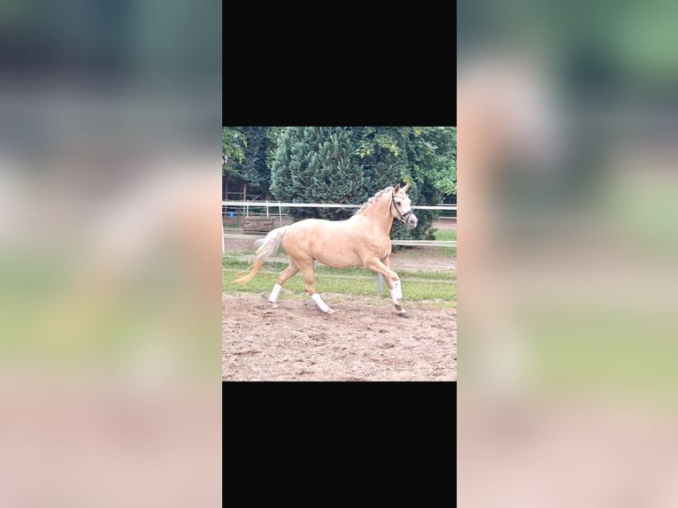 Poni alemán Yegua 4 años 145 cm Palomino in Mörel