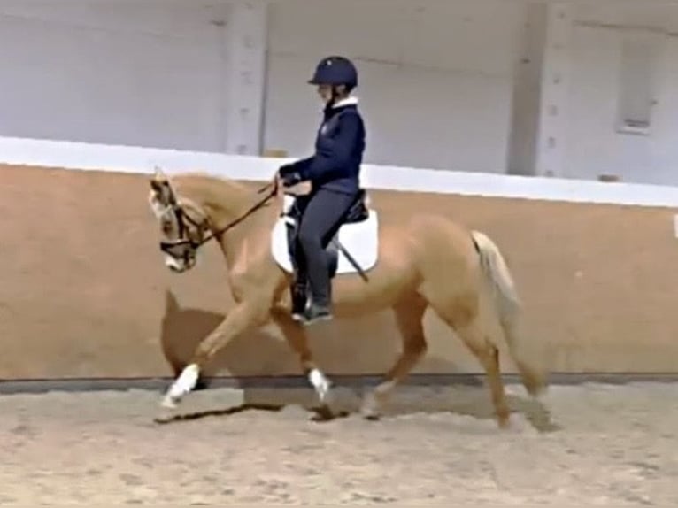 Poni alemán Yegua 4 años 145 cm Palomino in Treuenbrietzen
