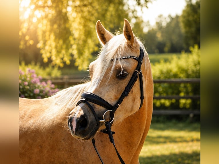 Poni alemán Yegua 4 años 145 cm Palomino in Treuenbrietzen