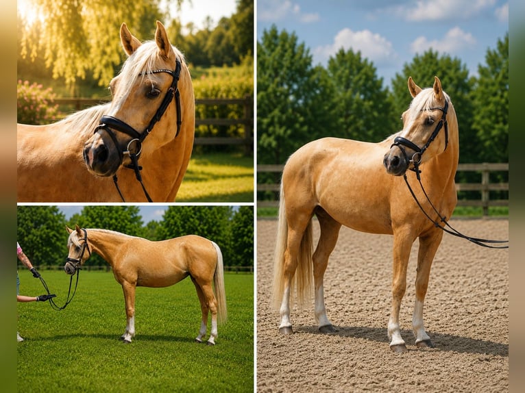 Poni alemán Yegua 4 años 145 cm Palomino in Treuenbrietzen