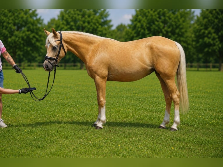 Poni alemán Yegua 4 años 145 cm Palomino in Treuenbrietzen