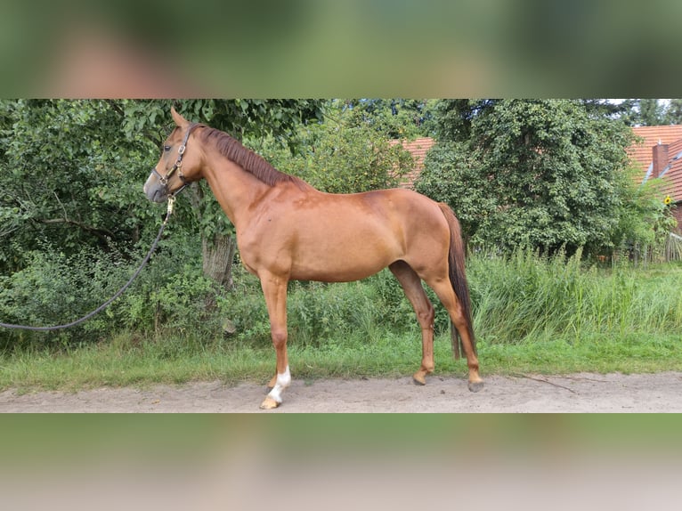 Poni alemán Yegua 4 años 146 cm Alazán in Worpswede