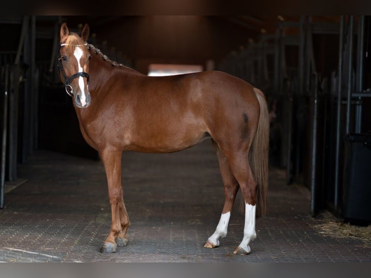 Poni alemán Mestizo Yegua 4 años 146 cm Alazán in Wiesbaden