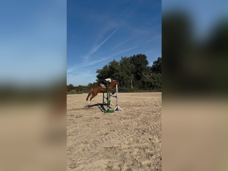 Poni alemán Mestizo Yegua 4 años 146 cm Alazán in Wiesbaden