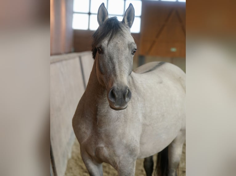 Poni alemán Yegua 4 años 146 cm Bayo in Paderborn