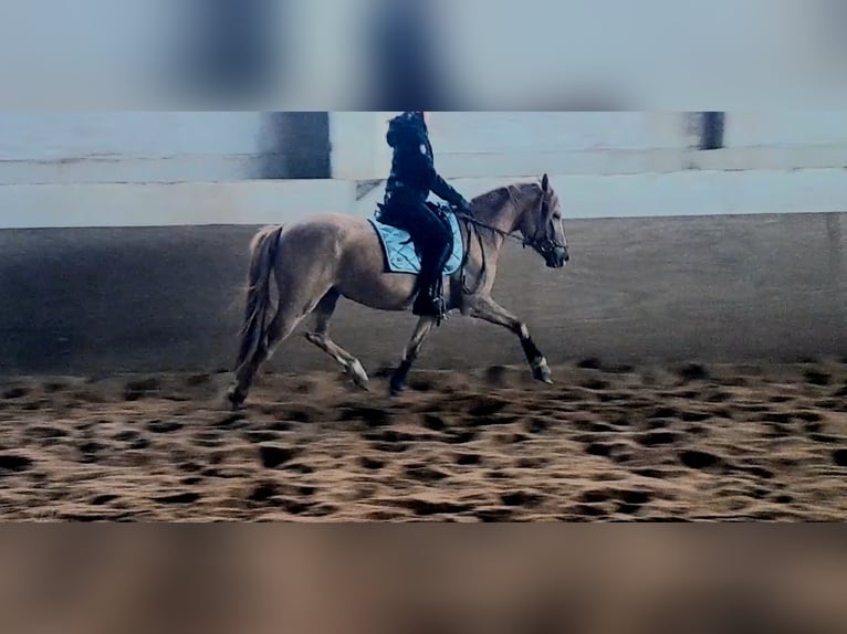 Poni alemán Yegua 4 años 146 cm Bayo in Niederzier