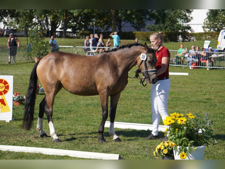 Poni alemán Yegua 4 años 146 cm Buckskin/Bayo in Treuenbrietzen