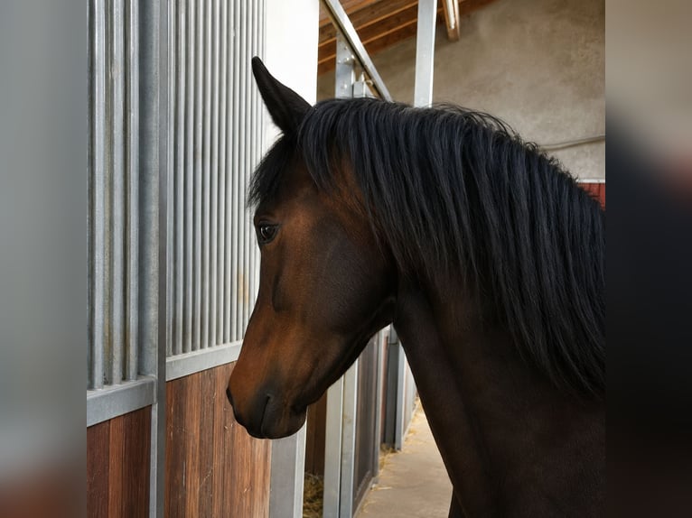 Poni alemán Yegua 4 años 146 cm Castaño oscuro in Steinmauern