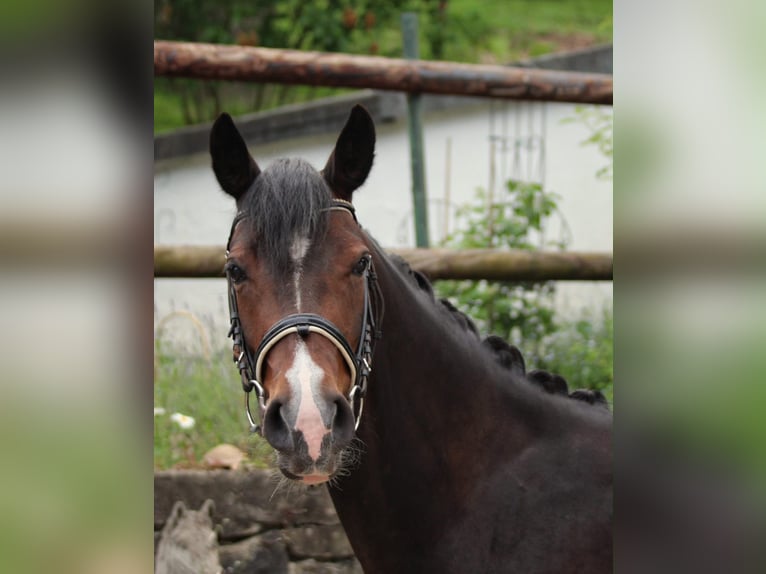 Poni alemán Yegua 4 años 146 cm Castaño oscuro in Velbert