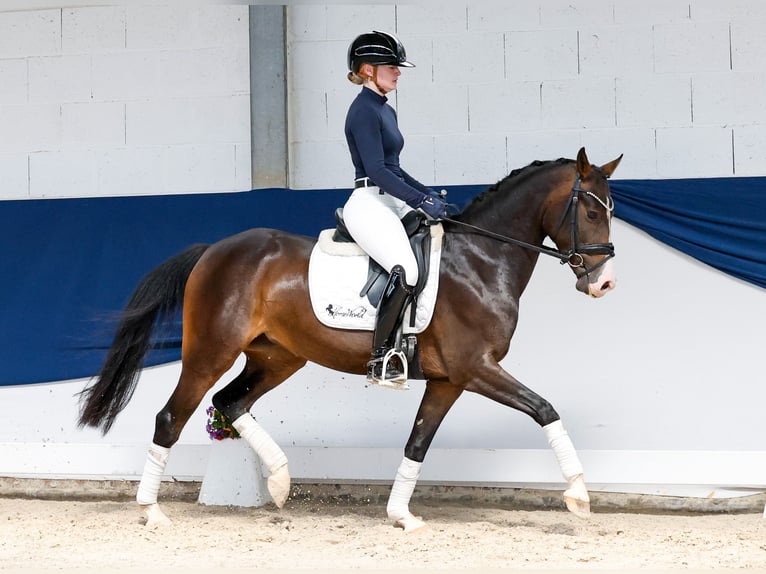 Poni alemán Yegua 4 años 146 cm Morcillo in Marsberg