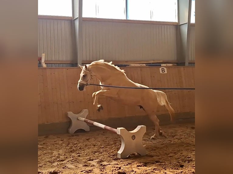 Poni alemán Yegua 4 años 146 cm Palomino in Gadebusch