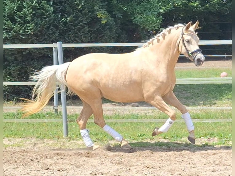 Poni alemán Yegua 4 años 146 cm Palomino in Gadebusch