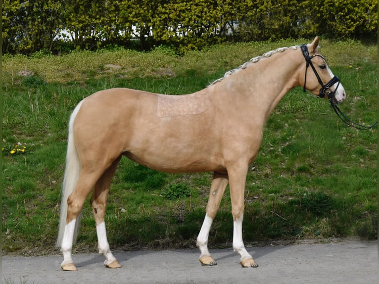 Poni alemán Yegua 4 años 146 cm Palomino in Fürstenau