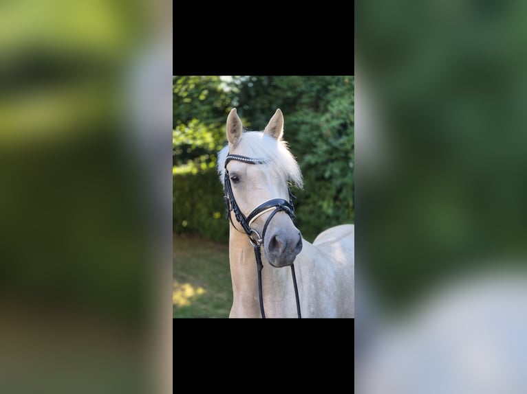 Poni alemán Yegua 4 años 146 cm Palomino in Willich