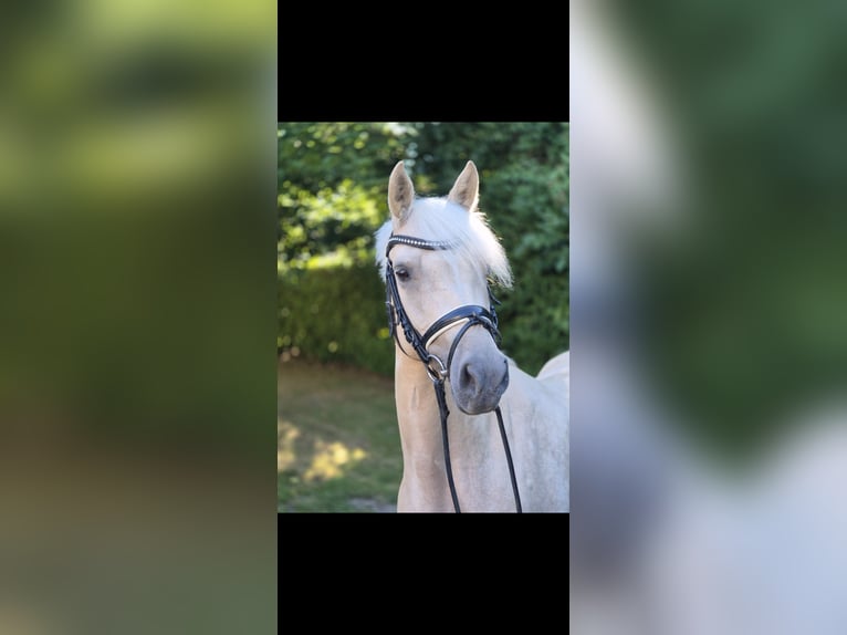 Poni alemán Yegua 4 años 146 cm Palomino in Willich