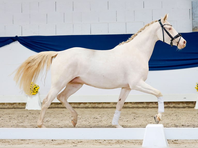 Poni alemán Yegua 4 años 146 cm Perlino in Marsberg