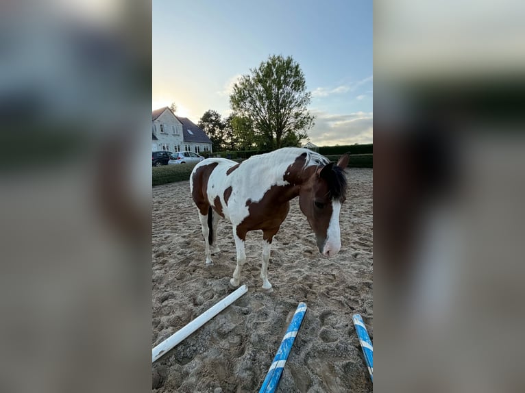 Poni alemán Yegua 4 años 146 cm Pío in Augustenborg