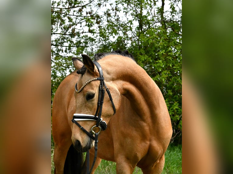 Poni alemán Yegua 4 años 147 cm Bayo in Kamern