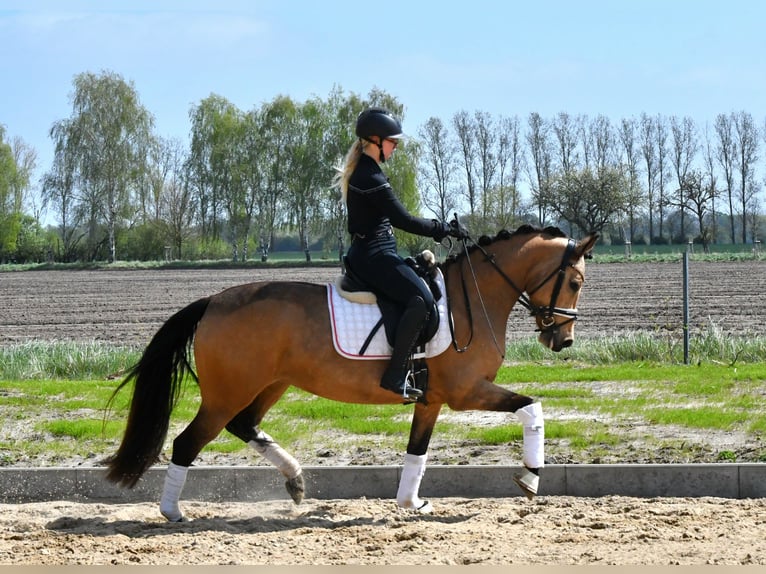 Poni alemán Yegua 4 años 147 cm Bayo in Kamern