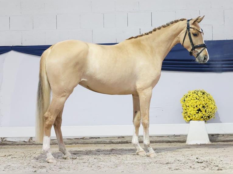Poni alemán Yegua 4 años 147 cm Bayo in Marsberg