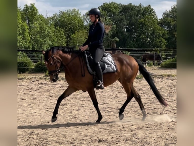 Poni alemán Yegua 4 años 147 cm Castaño in Oberhausen