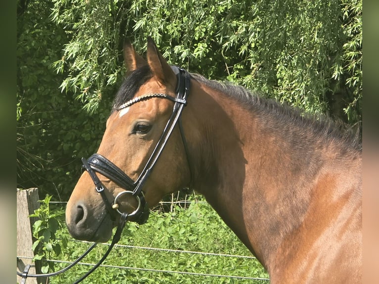 Poni alemán Yegua 4 años 147 cm Castaño in Oberhausen