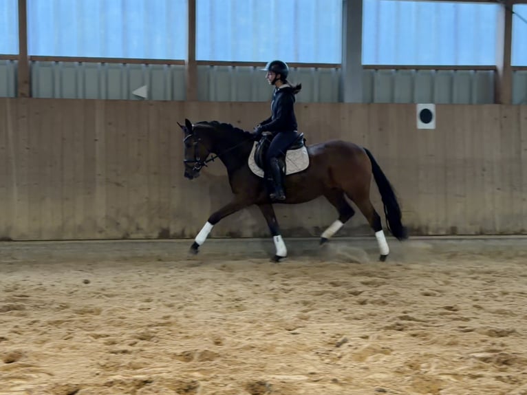 Poni alemán Yegua 4 años 147 cm Castaño in Walsrode