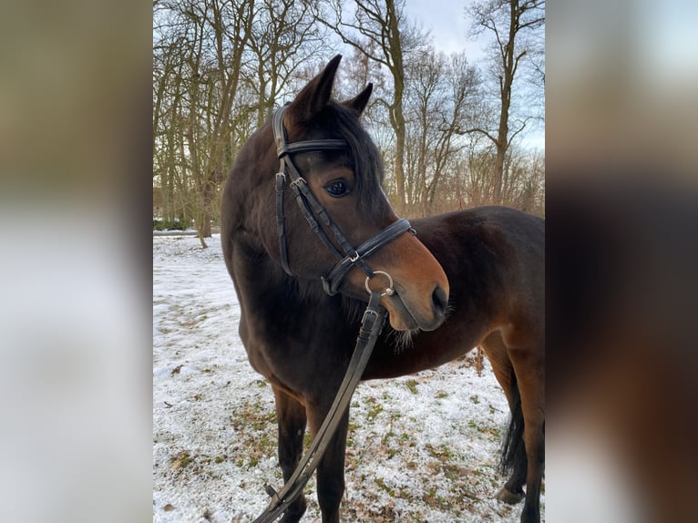 Poni alemán Yegua 4 años 147 cm Castaño in Hagen im Bremischen